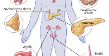 endokrinisistem